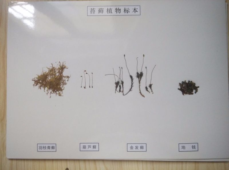 苔蘚植物