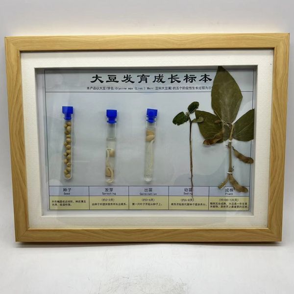 植物標本的生長史