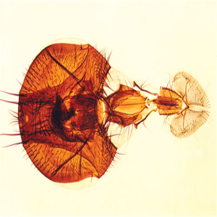 舐吸式口器裝片（家蠅）